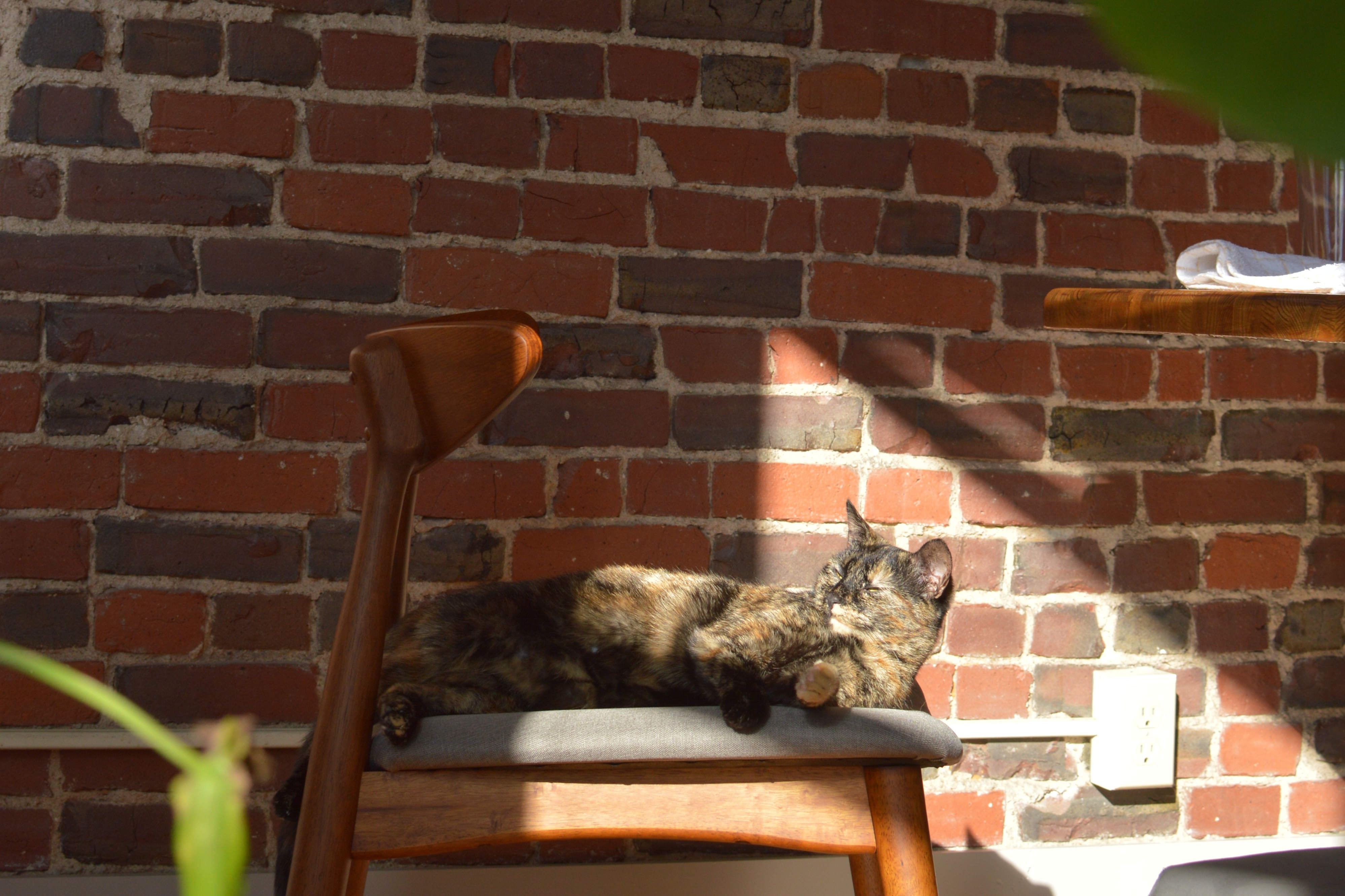 Frijol bathing in the sun