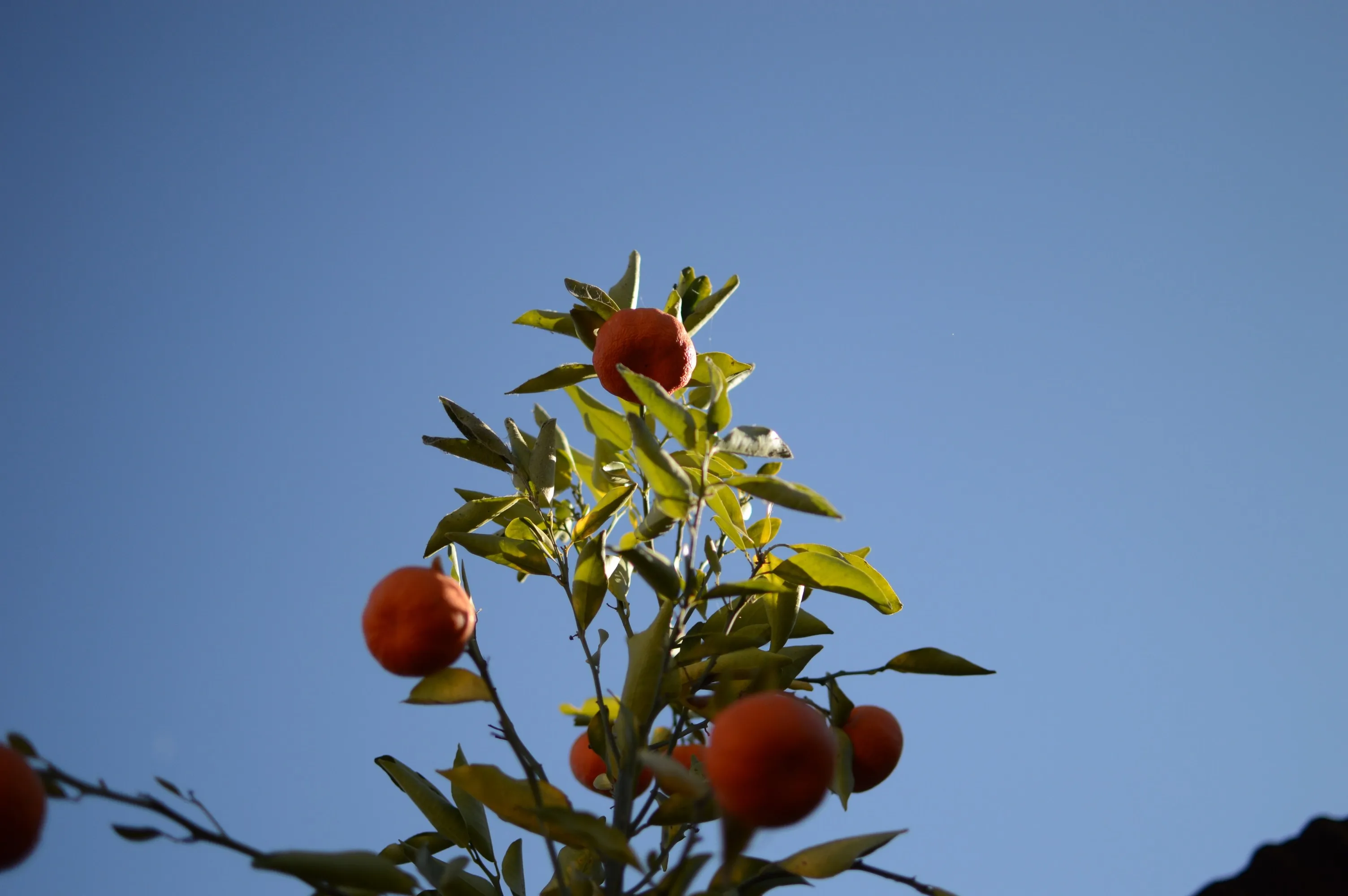Naranjas