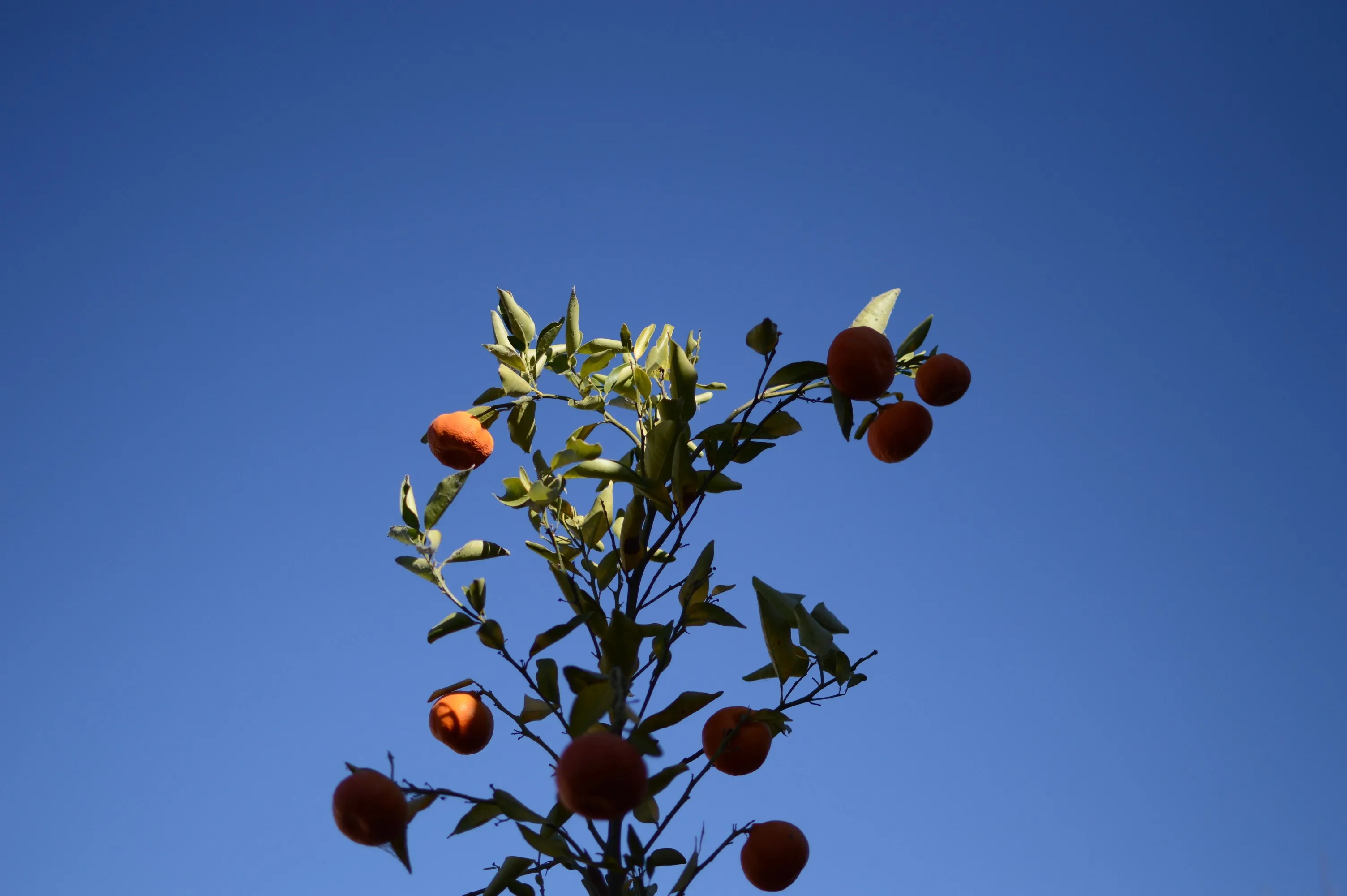 Naranjas