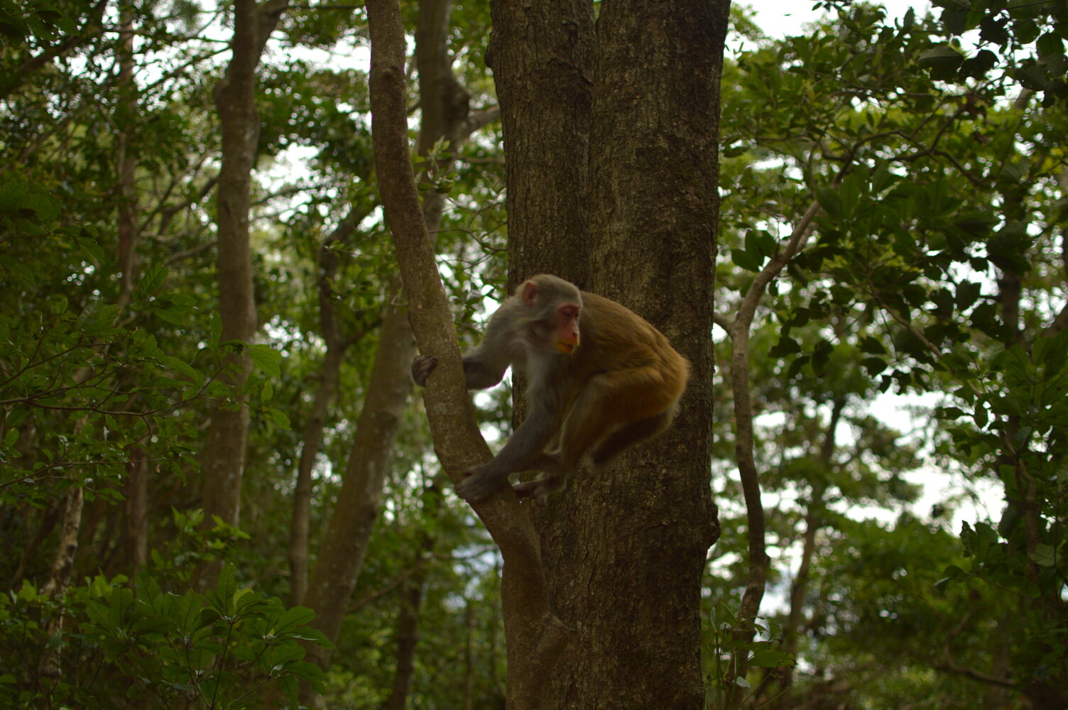 Jumping Between Trees